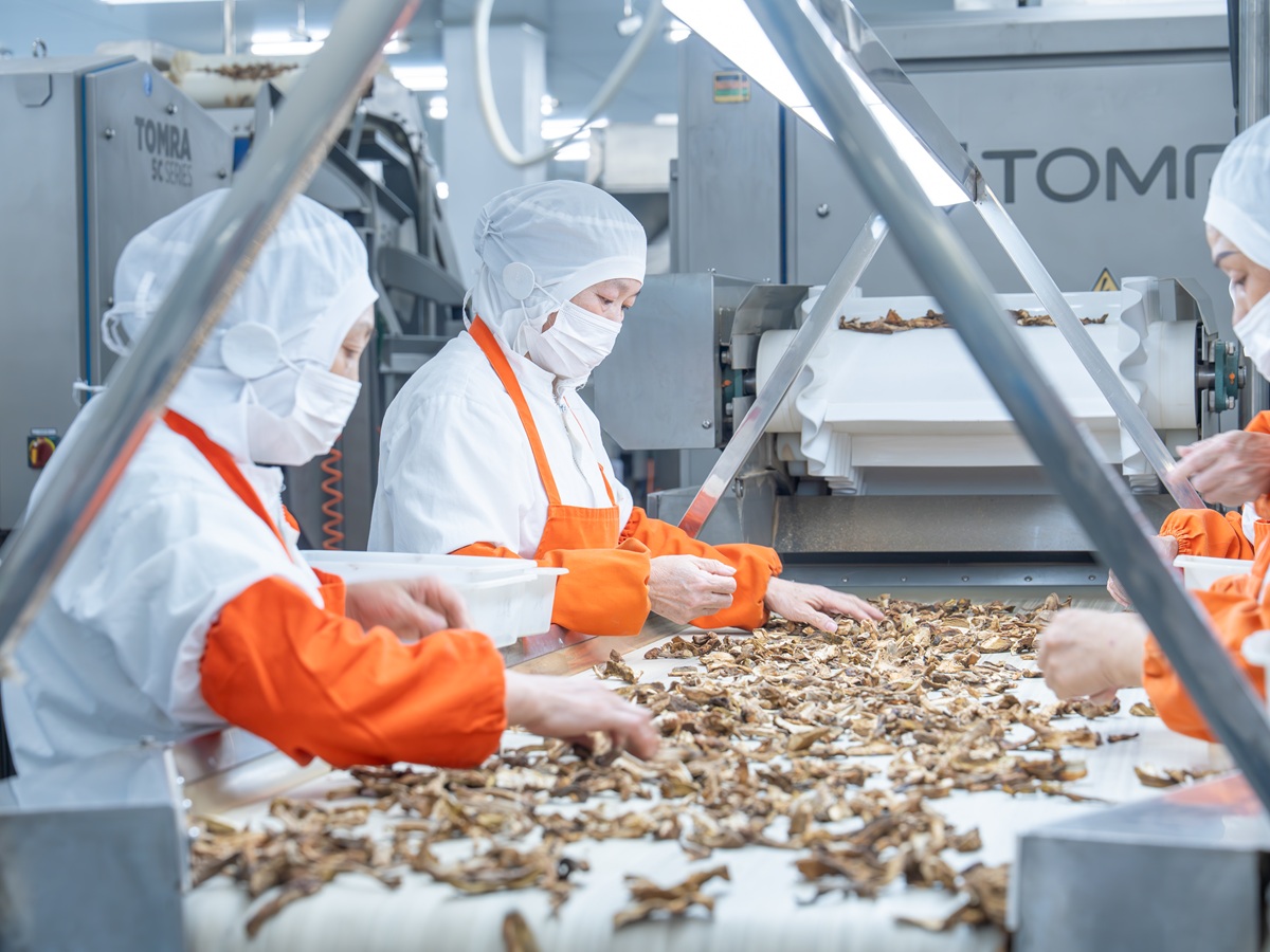 global-export-packing-mushrooms3.jpg